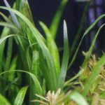 植栽から21日目　チェーンアマゾン